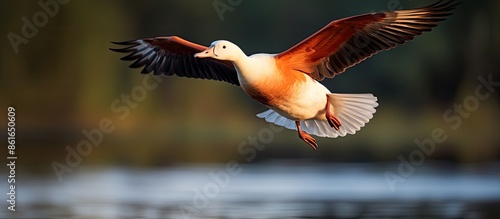 A Ruddy shelduck in flight during the morning, set against a copy space image.