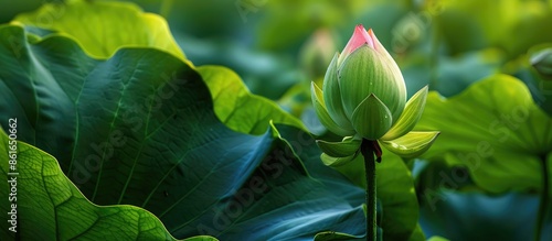 The vivid green lotus bud s...