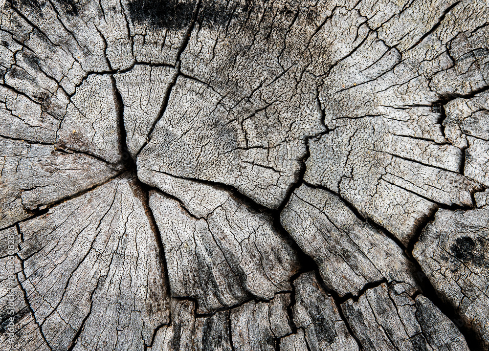 close up the surface wood background, wallpaper.Background of wood texture close up the surface wood background, wallpaper.Background of wood texture