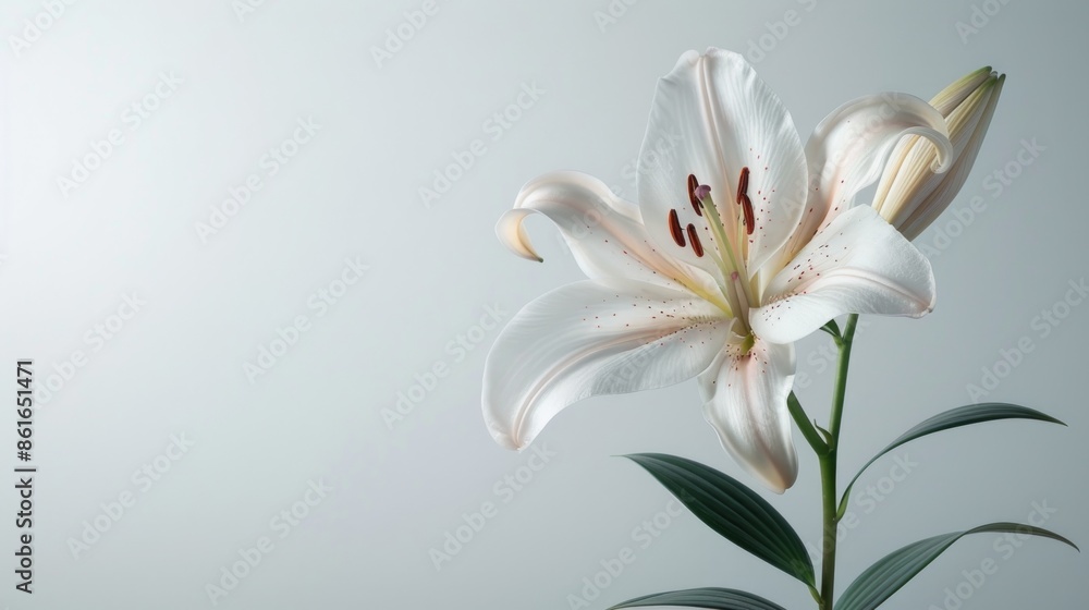 Fototapeta premium White Lily Flower Against Soft Background