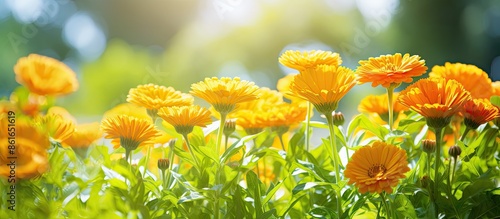 Calendula flowers blooming ...