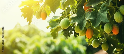 Image of a youthful papaya ...