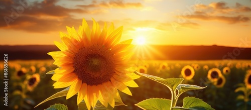 A sunflower in a field at s...