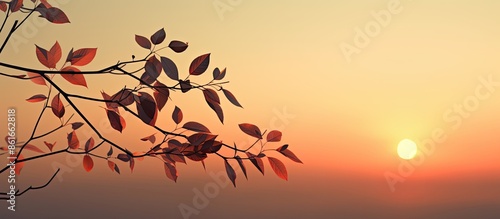 Silhouette of a branch and ...