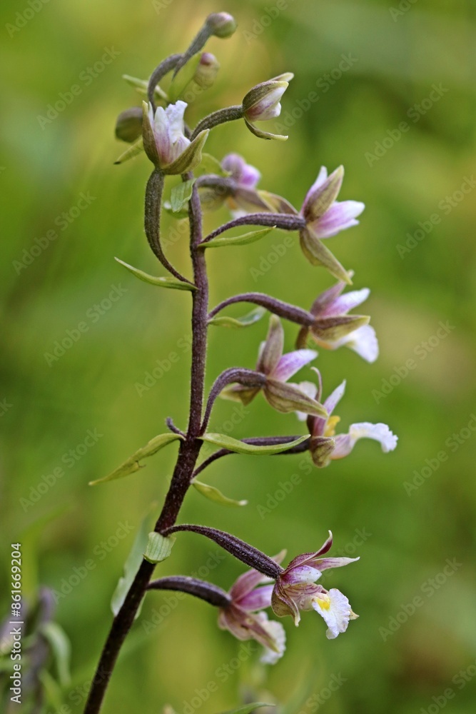 Sumpf-Stendelwurz (Epipactis palustris) Sumpf-Stendelwurz (Epipactis palustris)