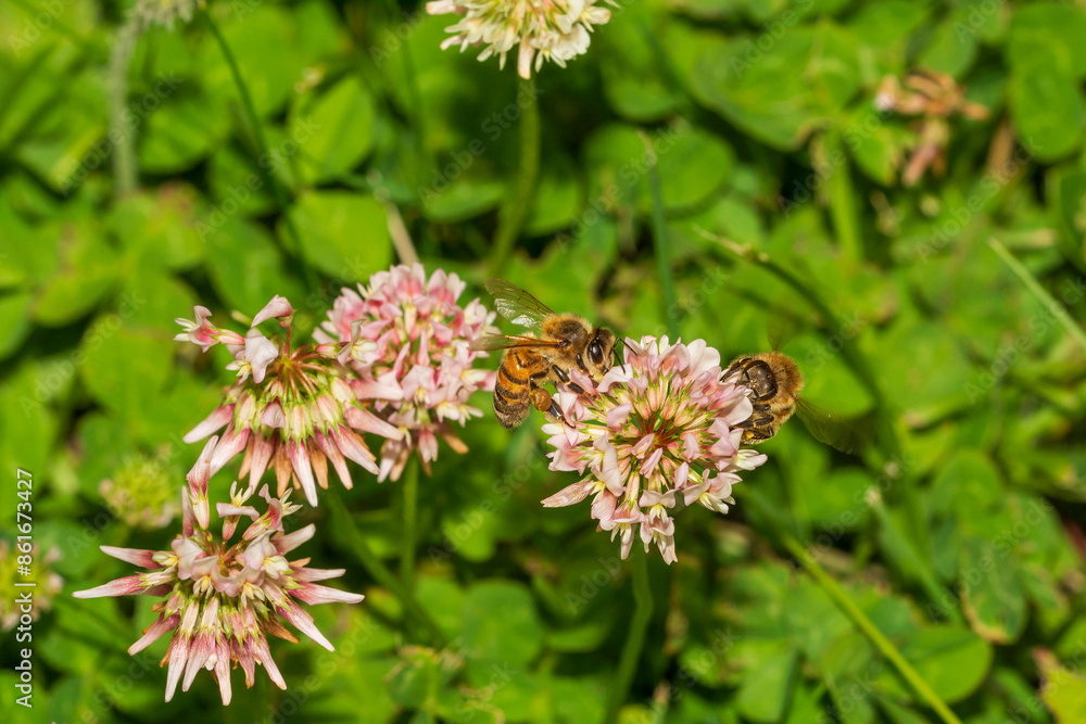 Bee on a flower Bee on a flower
