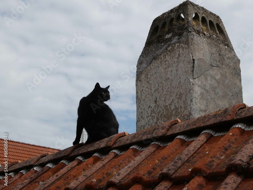 Schwarze Katze auf dem Ziegeldach photo