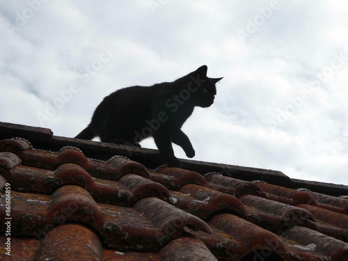 Schwarze Katze auf dem Ziegeldach photo