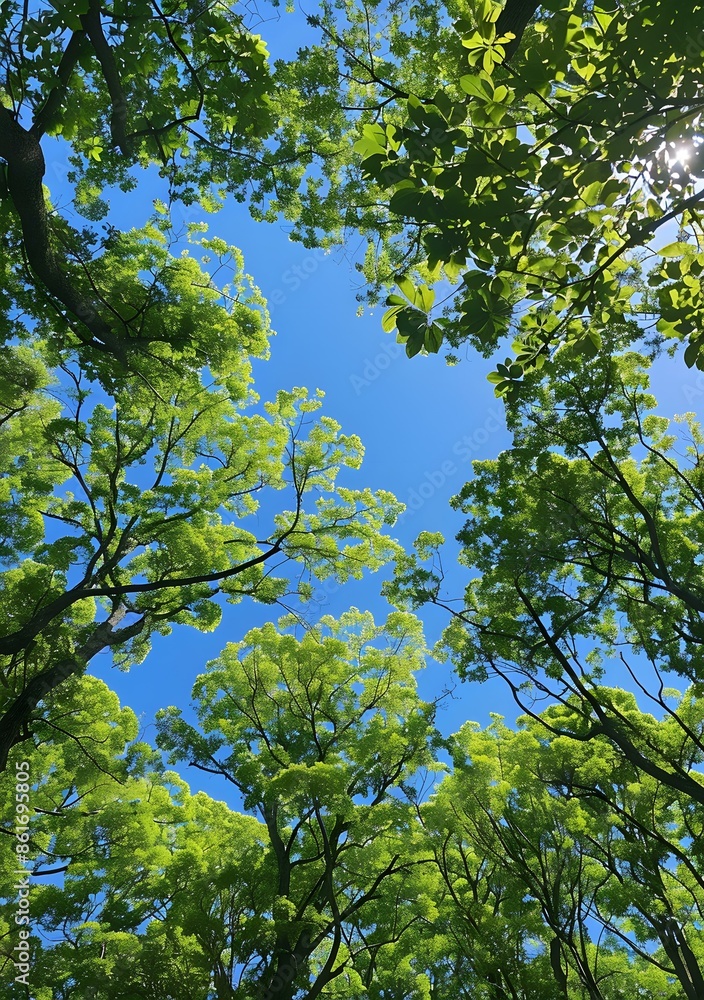 Obraz premium Looking Up at the Sky Through the Trees
