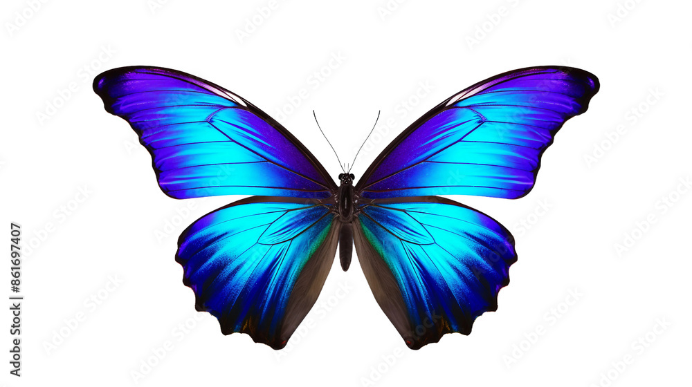 butterfly isolated on white background butterfly isolated on white background