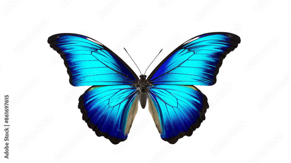 Fototapeta premium butterfly isolated on white background