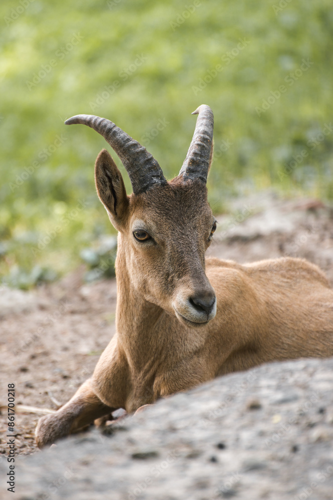 Mountain goat poses for the camera lying on the ground. Mountain goat poses for the camera lying on the ground.