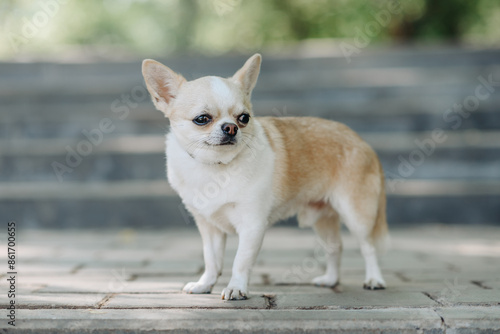 red and white chihuahua standing on stone stairs in park in sunny summer day, dwarf dog breed, dogwalking concept