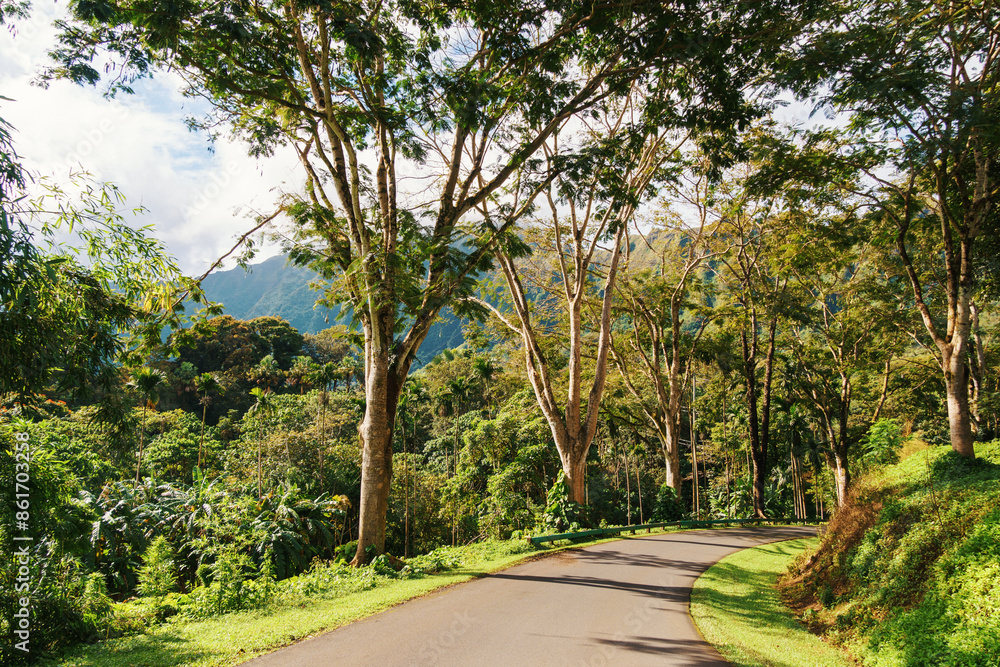 Road with trees, grass, and mountains in the background Road with trees, grass, and mountains in the background