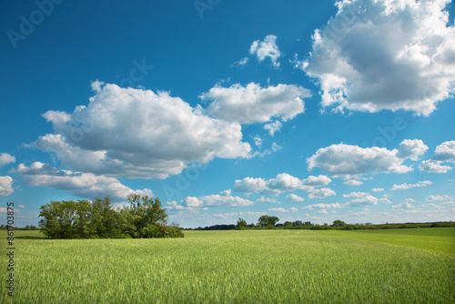 The field and cloudscape in spring