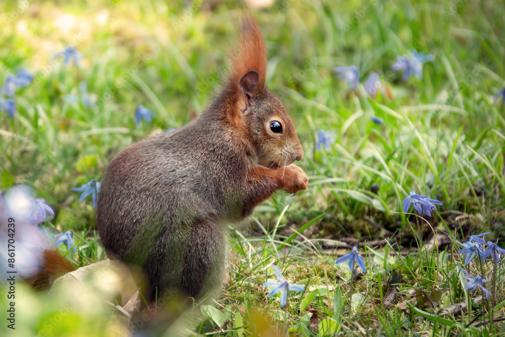 Fressendes Eichhörnchen auf der Blumenwiese Fressendes Eichhörnchen auf der Blumenwiese