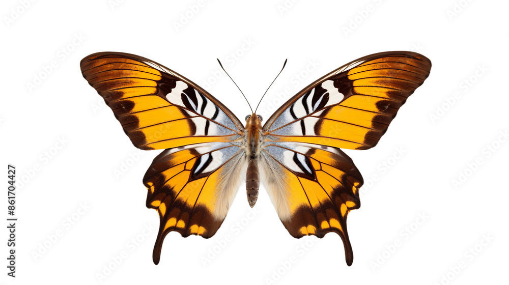 butterfly isolated on white butterfly isolated on white
