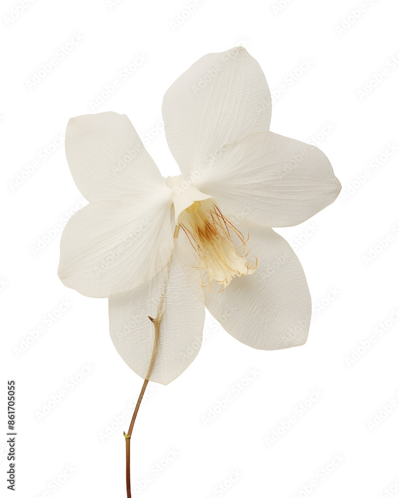 Fototapeta premium PNG Real Pressed white orchid flower petal plant.