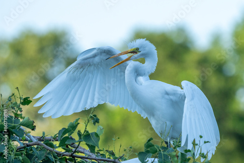 Fledgling great egret photo