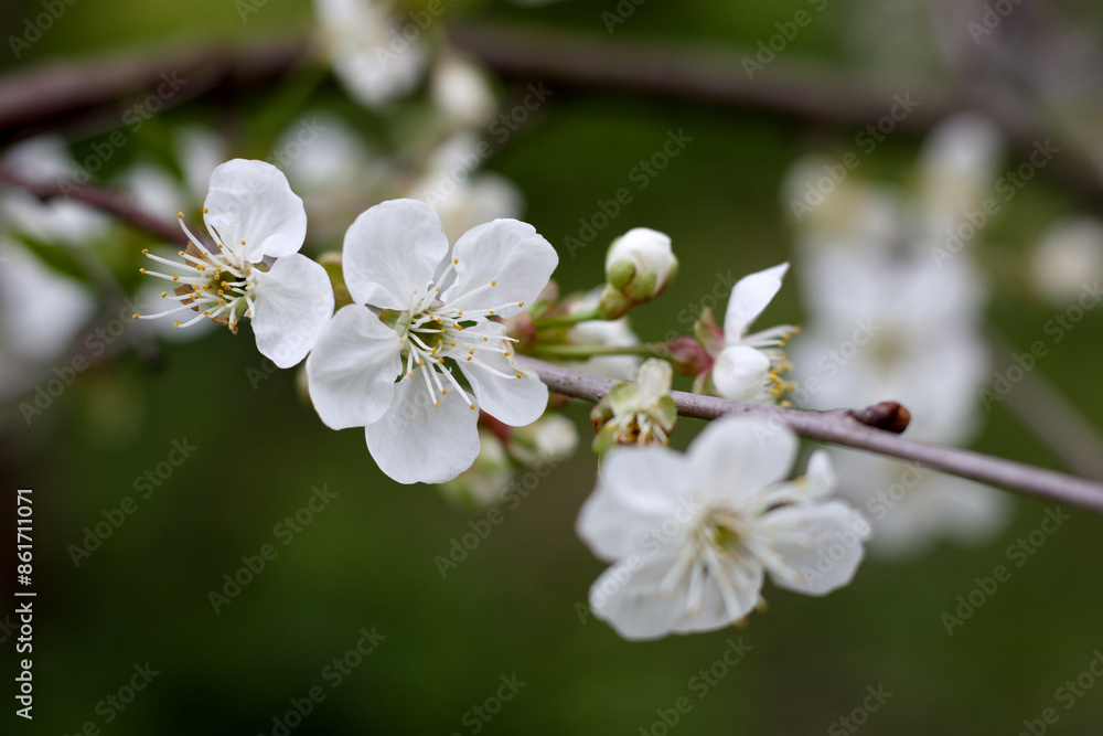 White blossom of cherry tree branch in spring
White blossom of cherry tree branch in spring