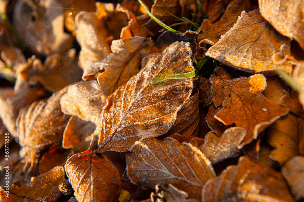 Autumn leaves in low sunset light catching the first frost. Autumn leaves in low sunset light catching the first frost.