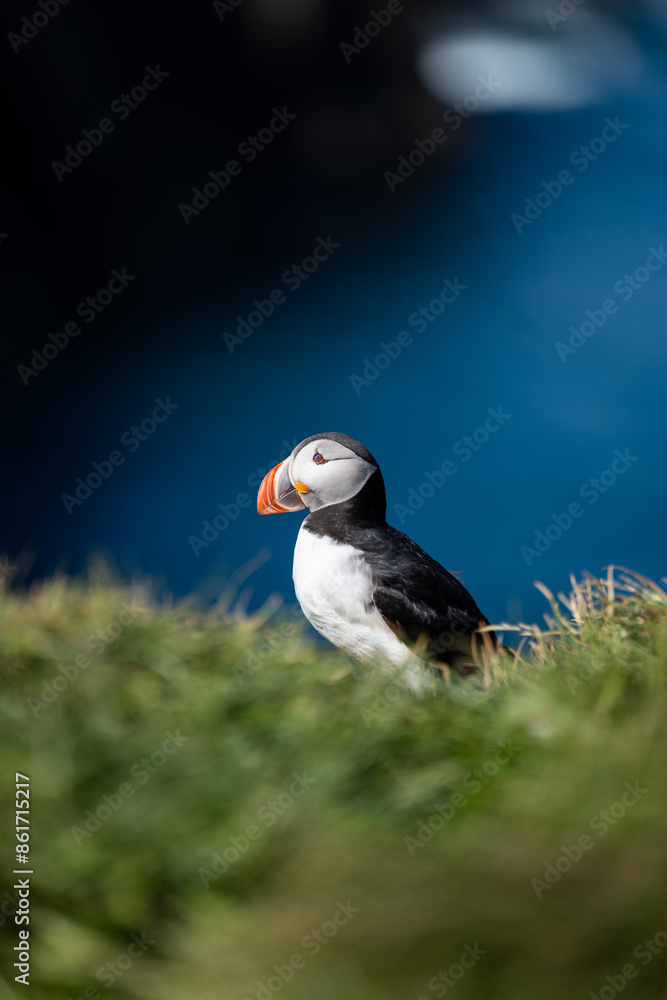 Stunning view of a cute puffin, a sharply dressed black-and-white seabird with a huge, multicolored bill, the Atlantic Puffin is often called the clown of the sea. Borgarfjörður, Iceland.