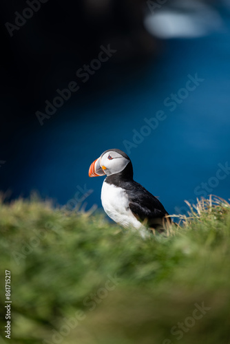 Obraz na płótnie Stunning view of a cute puffin, a sharply dressed black-and-white seabird with a huge, multicolored bill, the Atlantic Puffin is often called the clown of the sea. Borgarfjörður, Iceland. w salonie