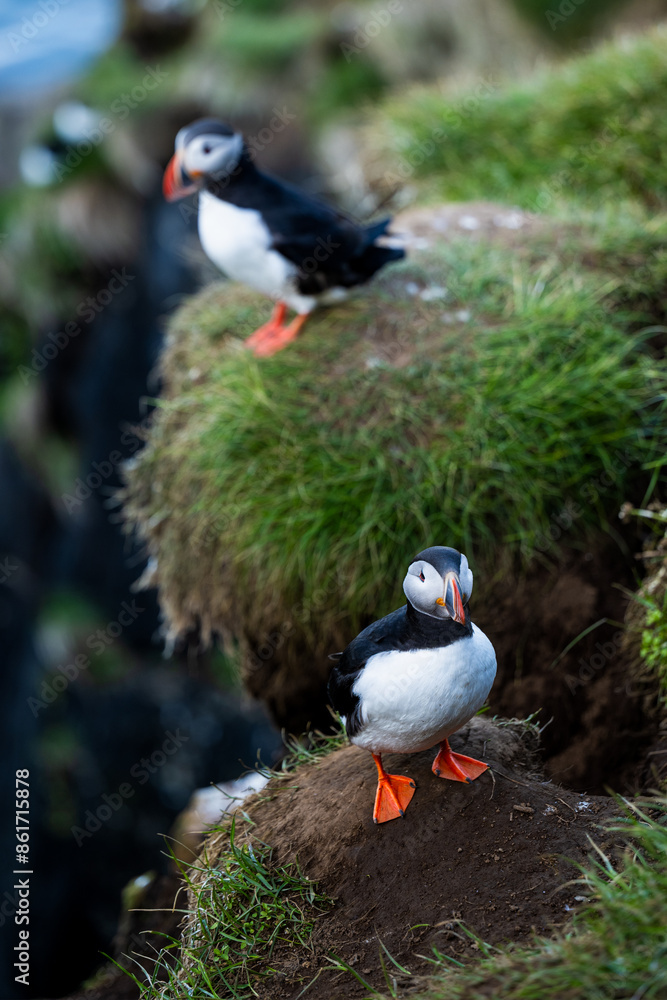 Stunning view of a cute puffin, a sharply dressed black-and-white seabird with a huge, multicolored bill, the Atlantic Puffin is often called the clown of the sea. Borgarfjörður, Iceland.