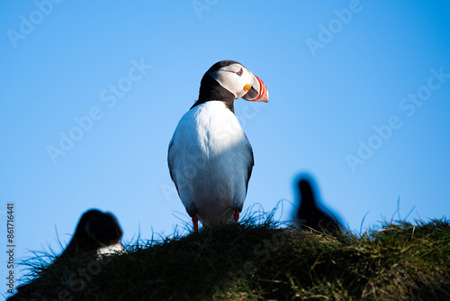 Obraz na płótnie Stunning view of a cute puffin, a sharply dressed black-and-white seabird with a huge, multicolored bill, the Atlantic Puffin is often called the clown of the sea. Borgarfjörður, Iceland. w salonie