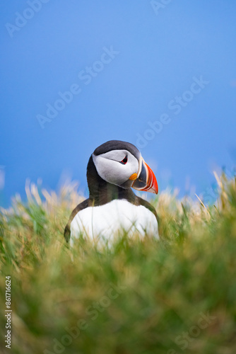 Obraz na płótnie Stunning view of a cute puffin, a sharply dressed black-and-white seabird with a huge, multicolored bill, the Atlantic Puffin is often called the clown of the sea. Borgarfjörður, Iceland. w salonie