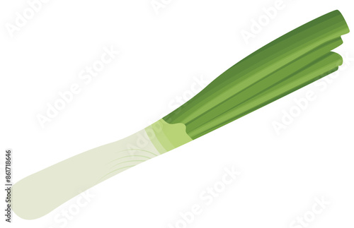 Chive Spring Onion or Leek Vegetable Illustration