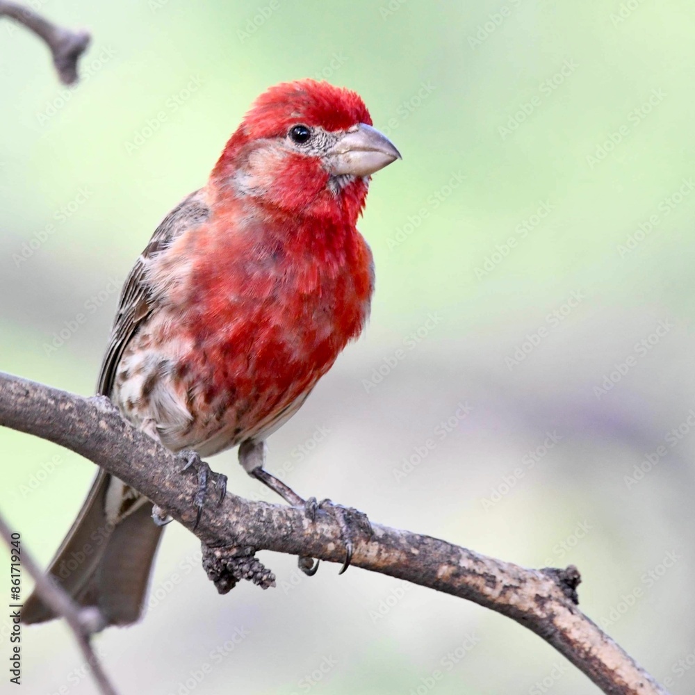 Male House Finch bird perched on a branch of a tree against blur bright background Male House Finch bird perched on a branch of a tree against blur bright background