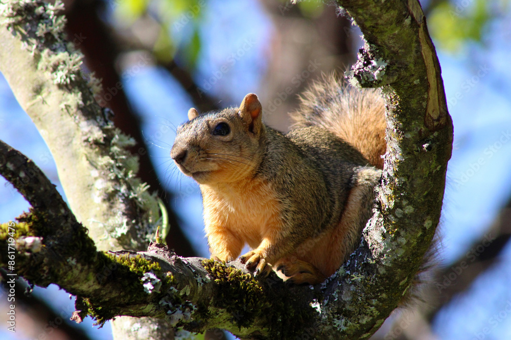 Squirrel Tree Branch 04 Squirrel Tree Branch 04