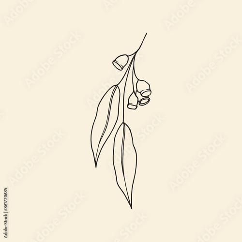 Hand drawn Australian eucalyptus branch