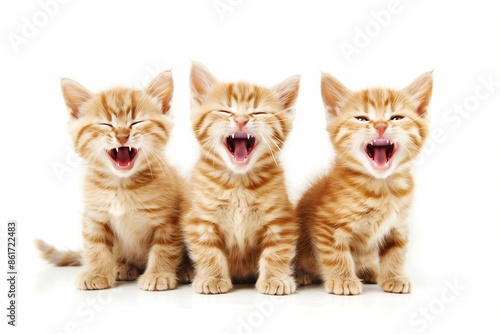 Three ginger kittens laughing with eyes closed on a white background, showcasing their cheerful and playful personalities