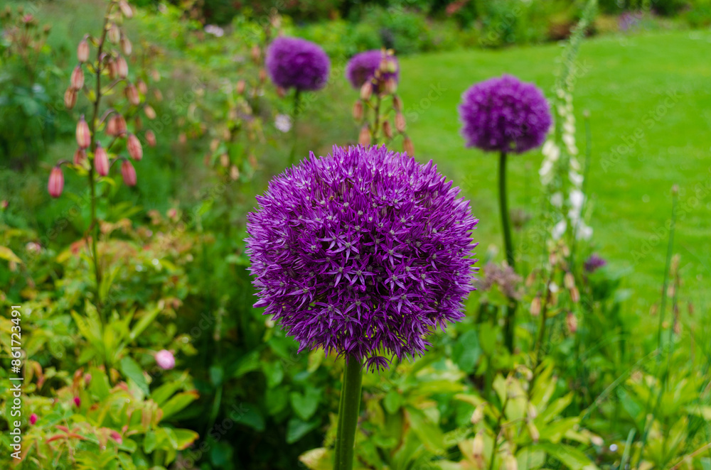 Allium plant with depth of field taken in a public garden in Saintfield with a natural background
