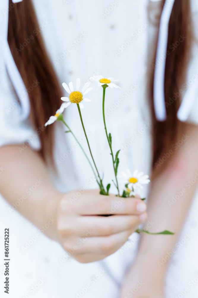 daisies in the hands of a girl, photo without a face, close-up daisies in the hands of a girl, photo without a face, close-up