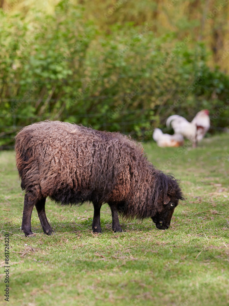 Rural scene with ouessant sheep and poultry Rural scene with ouessant sheep and poultry