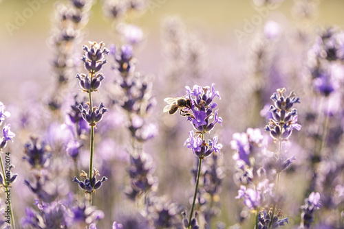 Bee Pollinating Lavender Flowers