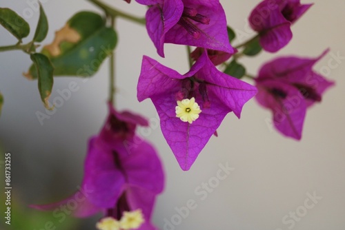 Bougainvillier 