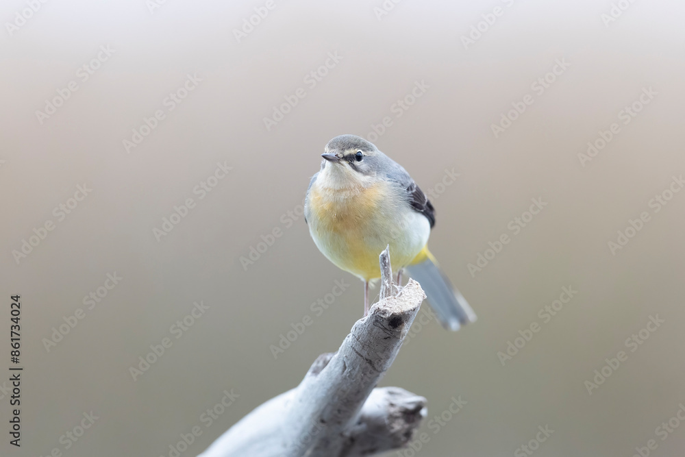 Obraz premium The grey wagtail (Motacilla cinerea), small bird of the wagtail family that lives in Europe.
