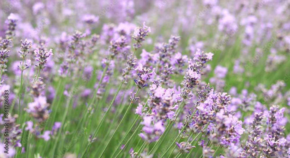 Lavender field. Purple lavender flowers with selective focus. Aromatherapy. The concept of natural cosmetics and medicine. Sun glare and foreground blur, soft focus Lavender field. Purple lavender flowers with selective focus. Aromatherapy. The concept of natural cosmetics and medicine. Sun glare and foreground blur, soft focus