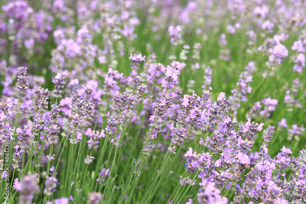 Lavender field. Purple lavender flowers with selective focus. Aromatherapy. The concept of natural cosmetics and medicine. Sun glare and foreground blur, soft focus Lavender field. Purple lavender flowers with selective focus. Aromatherapy. The concept of natural cosmetics and medicine. Sun glare and foreground blur, soft focus