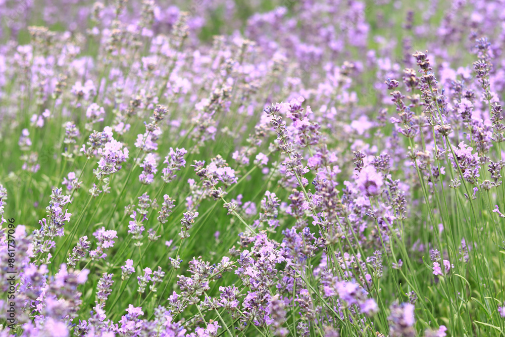 Lavender field. Purple lavender flowers with selective focus. Aromatherapy. The concept of natural cosmetics and medicine. Sun glare and foreground blur, soft focus Lavender field. Purple lavender flowers with selective focus. Aromatherapy. The concept of natural cosmetics and medicine. Sun glare and foreground blur, soft focus