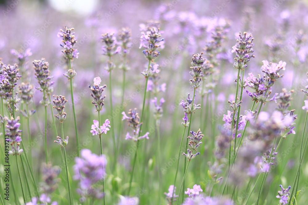 Naklejka premium Lavender field. Purple lavender flowers with selective focus. Aromatherapy. The concept of natural cosmetics and medicine. Sun glare and foreground blur, soft focus