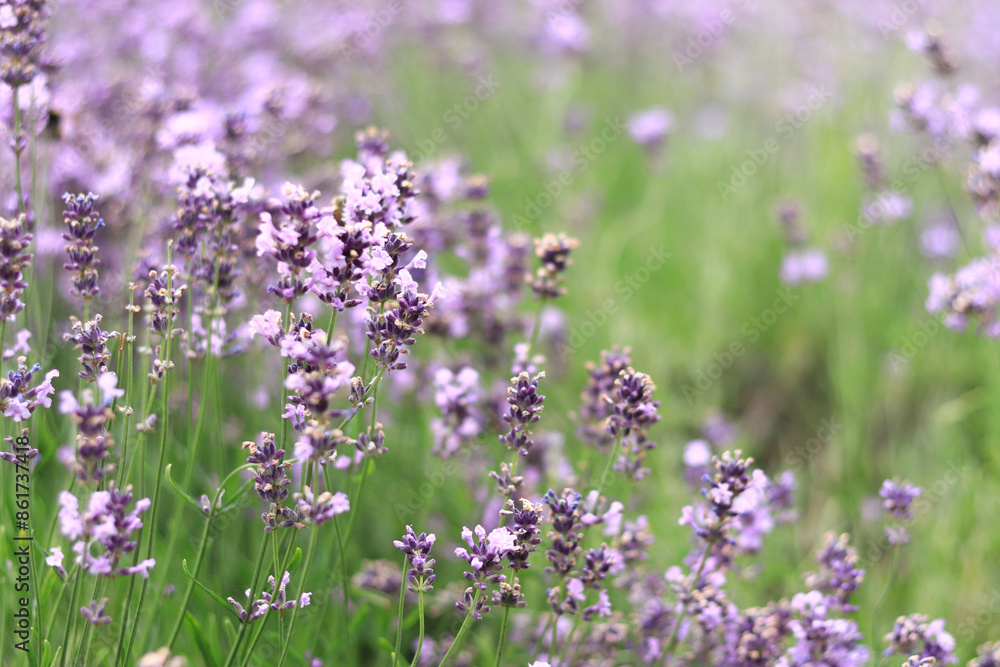 Lavender field. Purple lavender flowers with selective focus. Aromatherapy. The concept of natural cosmetics and medicine. Sun glare and foreground blur, soft focus Lavender field. Purple lavender flowers with selective focus. Aromatherapy. The concept of natural cosmetics and medicine. Sun glare and foreground blur, soft focus