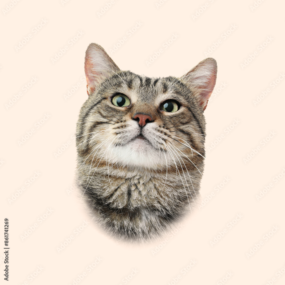 Adorable cat on beige background. Pet portrait Adorable cat on beige background. Pet portrait