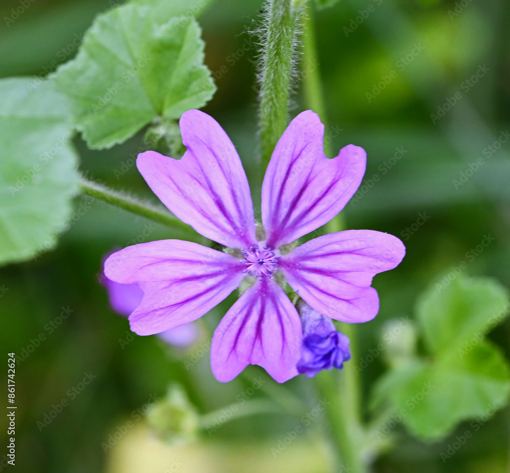 Beautiful close-up of malva sylvestris Beautiful close-up of malva sylvestris