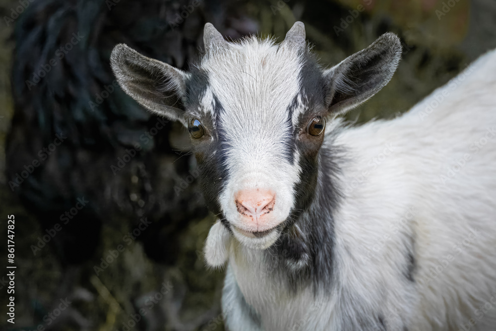 A young Cameron goat looks right toward the camera lens. Close-up of the young Cameron goat portrait. A young Cameron goat looks right toward the camera lens. Close-up of the young Cameron goat portrait.