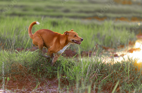 Dog running and playing in the countryside